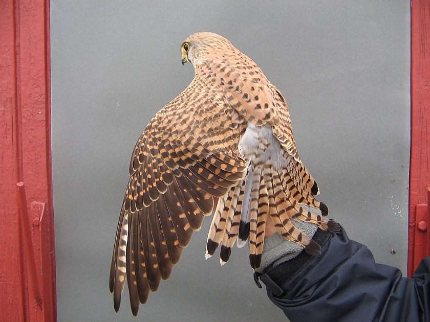 Common Kestrel, Sundre 20070513